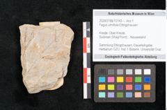 Foto (Objekt + Etikett) von Fagus ulmifolia Ettingshausen (NHMW-GEO-2024-0188-10143)